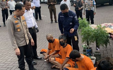 Tanam Ratusan Batang Ganja, Pria di Malang Ditangkap Polisi