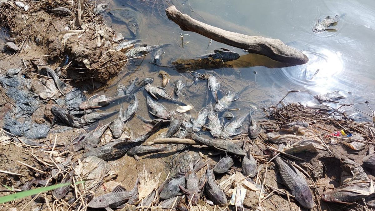 ボゴール警察は、クラパヌンガルの工場廃棄物によって引き起こされたチレウンシ川汚染を言います