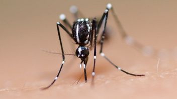 東ジャカルタでのデング熱の症例が増加しており、市政府は住民に独立した予防を行うよう促しています