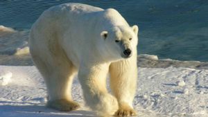 Mengenaskan, Ilmuwan Sebut 25 Persen Makanan Beruang Kutub adalah Sampah Plastik