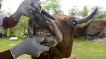 ar, le gouvernement régional de bricolage, enregistré 948 animaux pourriens infectés par la maladie de la joue et des ongles