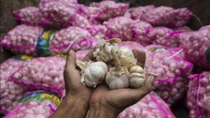 Zulhas Is Ready To Revoke The Garlic Importer Permit If It Doesn't Realize Imports