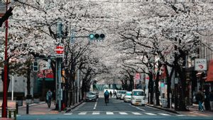 Bunga Sakura Mekar lebih Cepat dalam 1.200 Tahun, Ilmuwan Sebut Krisis Iklim