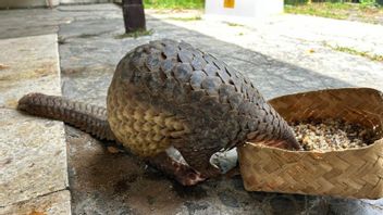 ティーンエイジャーが野生生物取引の暗い世界に誘惑されたとき