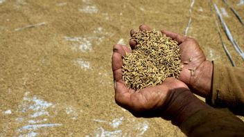 Bulog: Flexibility Of Gabah HPP Maximize Domestic Rice Production