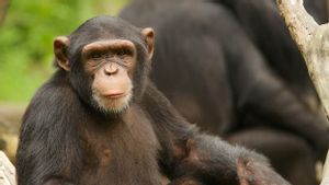 'Selingkuh' dengan Simpanse, Wanita Ini Dilarang Berkunjung oleh Kebun Binatang di Belgia