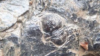 Named UNESCO As World Heritage, Jambi's Merangin Geopark Contains 300 Million Years Old Fossil Breaks