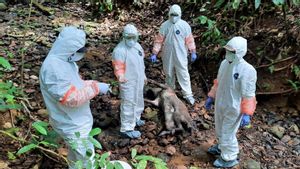 Kabar Buruk dari Bengkulu, Belasan Babi Hutan Mati Terserang Flu Babi
