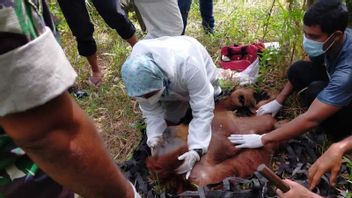苏门答腊猩猩被困在人民花园中，BKSDA亚齐使用电击枪进行疏散