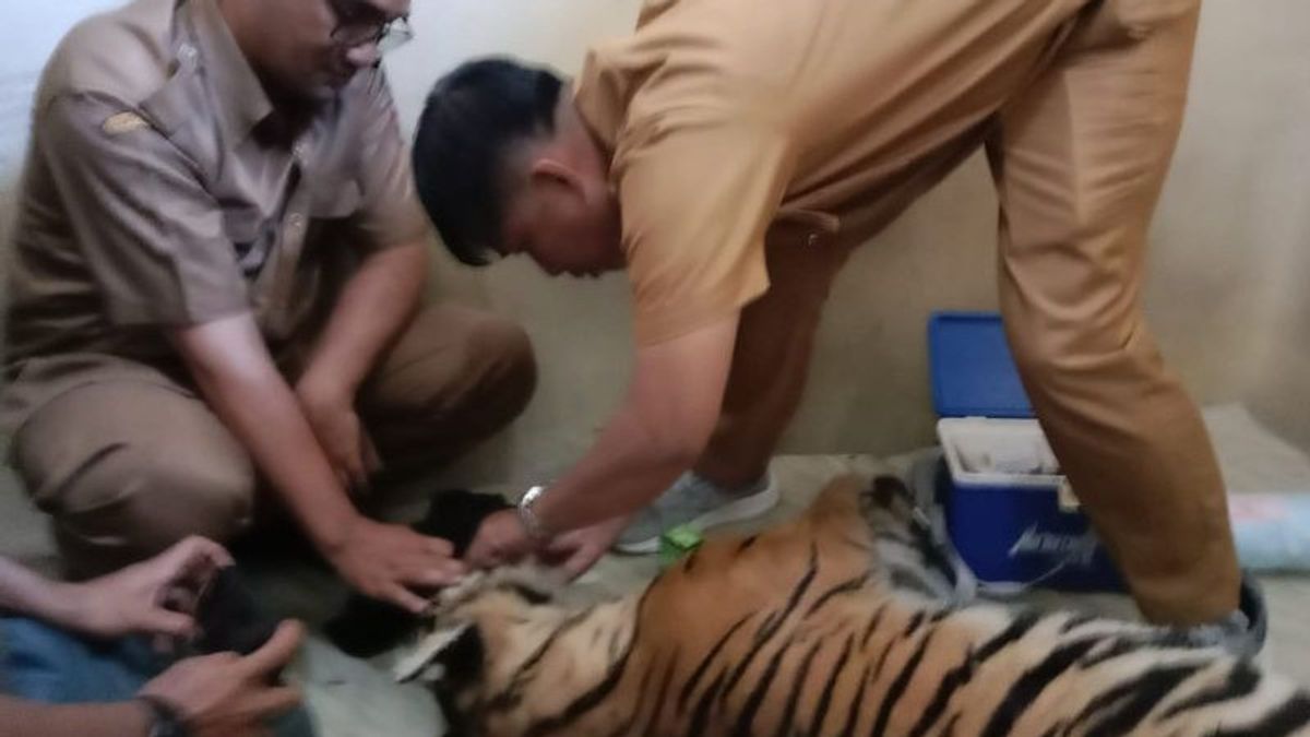 Harimau Sumatera Mati Terjerat di Pasaman Sumbar