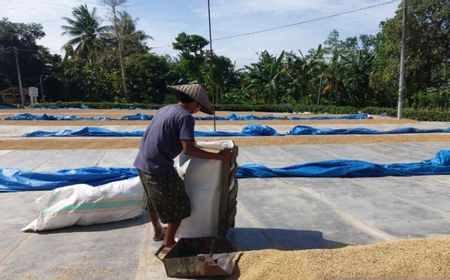 Bulog Diminta Optimal Serap Gabah dari Petani