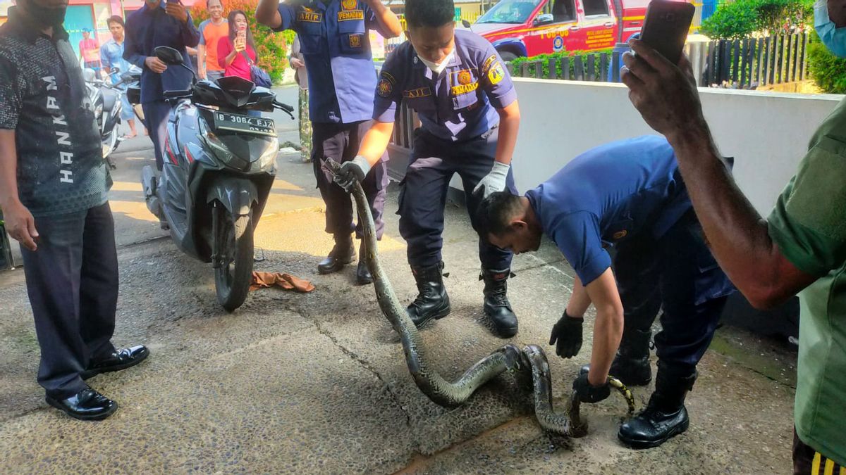 Ngeri! 2 Ular Piton Sembunyi di Saluran Air Rumah Warga