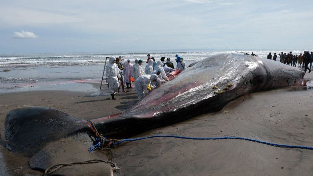 バリ島の3頭の巨大なクジラが病気で死亡したとされる