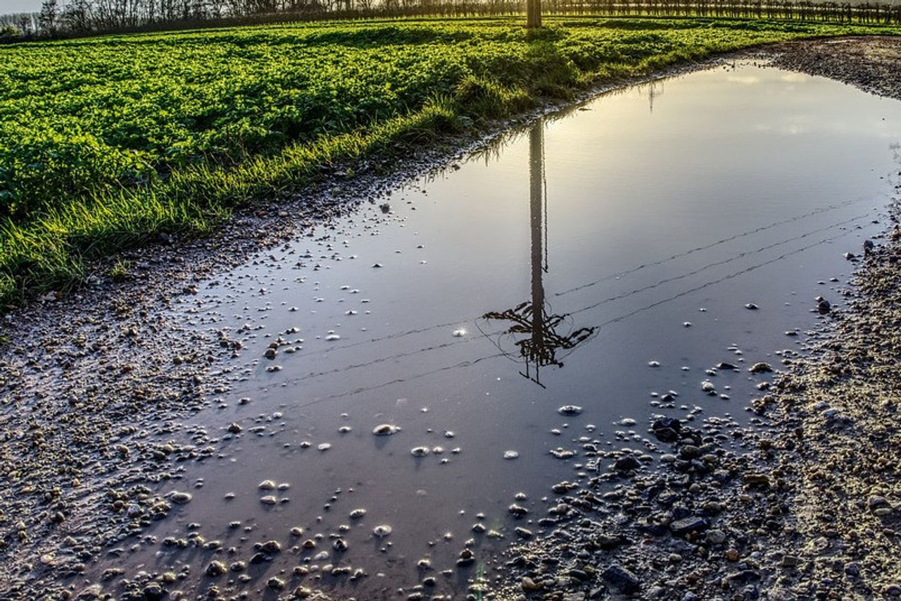 Death Stun From Last Night's Puddle