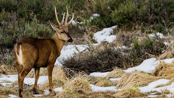 智利宣布设立濒危鹿保护区