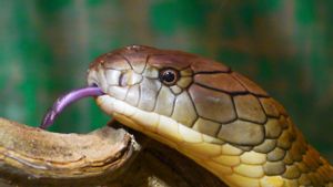 Reasons Why You Can't Kill King Cobra