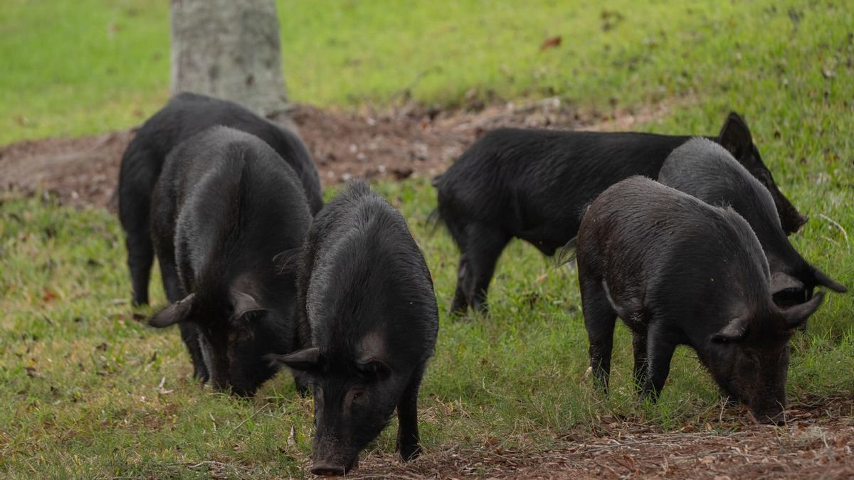 انفلونزا الخنازير الأفريقية تضرب ، وعدد الخنازير يموت فجأة في NTT يستمر في النمو إلى 349 حالة