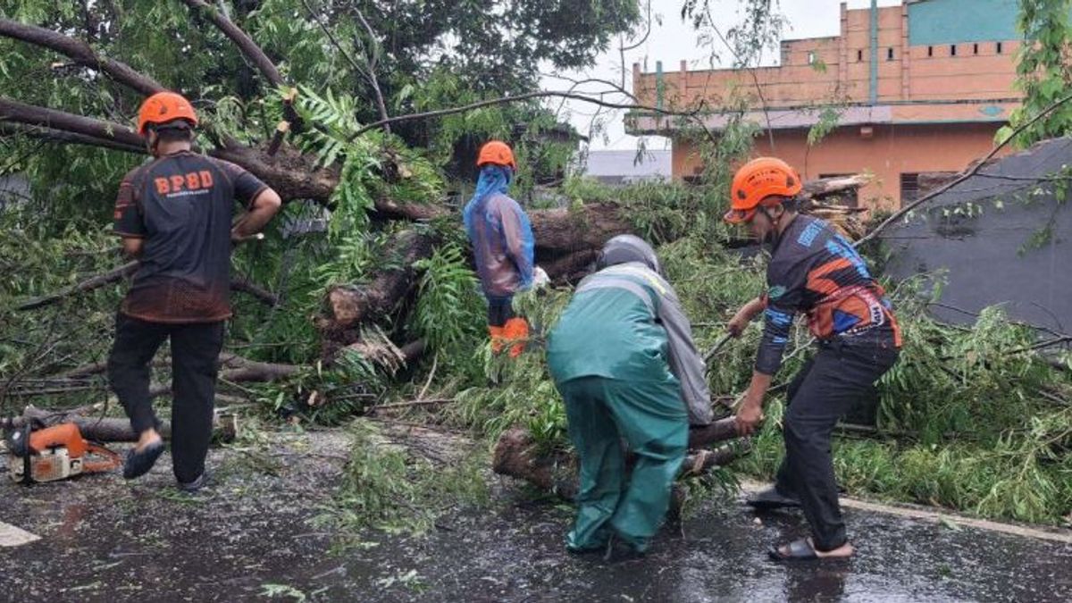  BPBD Catat 24 Pohon Tumbang Akibat Cuaca Ekstrem di Maros Sulsel