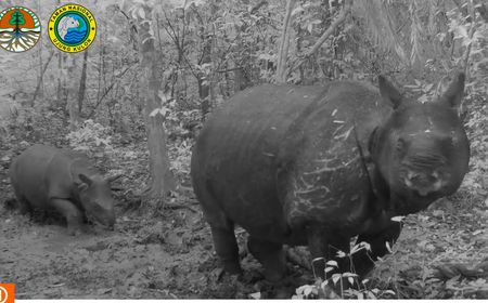 2 Anak Badak Lahir di Taman Nasional Ujung Kulon, Menteri LHK Siti Nurbaya Beri Nama 'LordZac' untuk Jantan