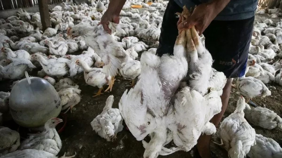 Ministry Of Health: The Risk Of Bird Flu Infection To Humans Is Still Low