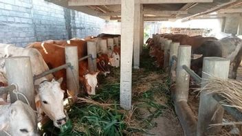Berita Bantul: Syaratkan Surat Kesehatan Hewan untuk Ternak Dari Luar Daerah