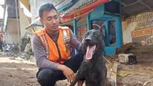 Seperti ini Cara Anjing dari Tim K9 Bisa Temukan Jenazah Korban Gempa Cianjur
