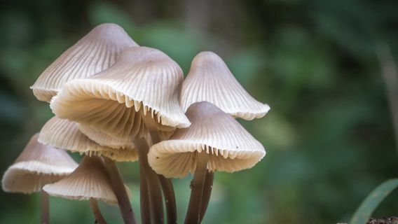 生长在热带地区的危险蘑菇奥菲奥科迪塞普斯可以使僵尸