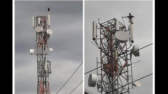 Un Homme De North Barito Cherche Désespérément à Escalader Une Tour De Télécommunication De 44 Mètres