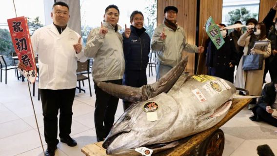 Fantastis, Ikan Tuna Seukuran Motor Dijual Seharga Rp21 Miliar