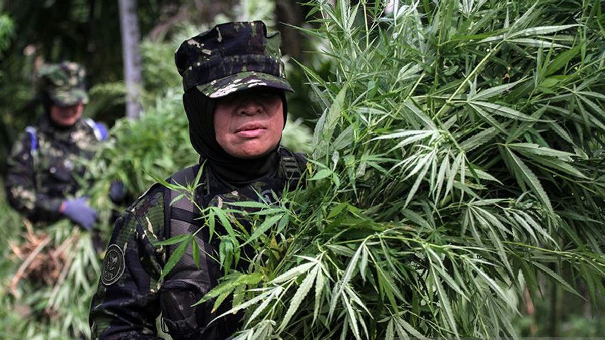 BNN Destroys 5,000 Cannabis And 20 Thousand Seeds Weighing 3 Tons In North Aceh, Perpetrators Escape