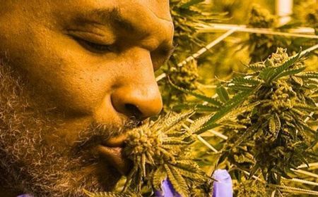 Ganja Medis: Fakta dan Manfaat dalam Konsumsi yang Tepat