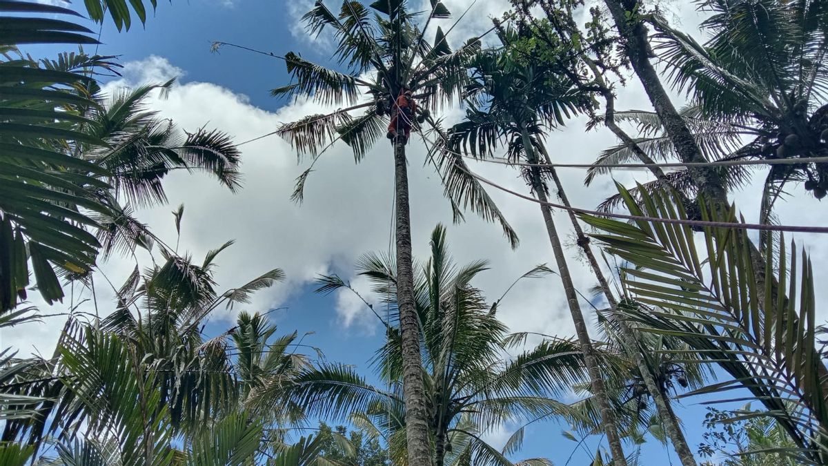 One Hour Doesn't Come Down, Man In Karangasem Bali Dies On A Coconut Tree