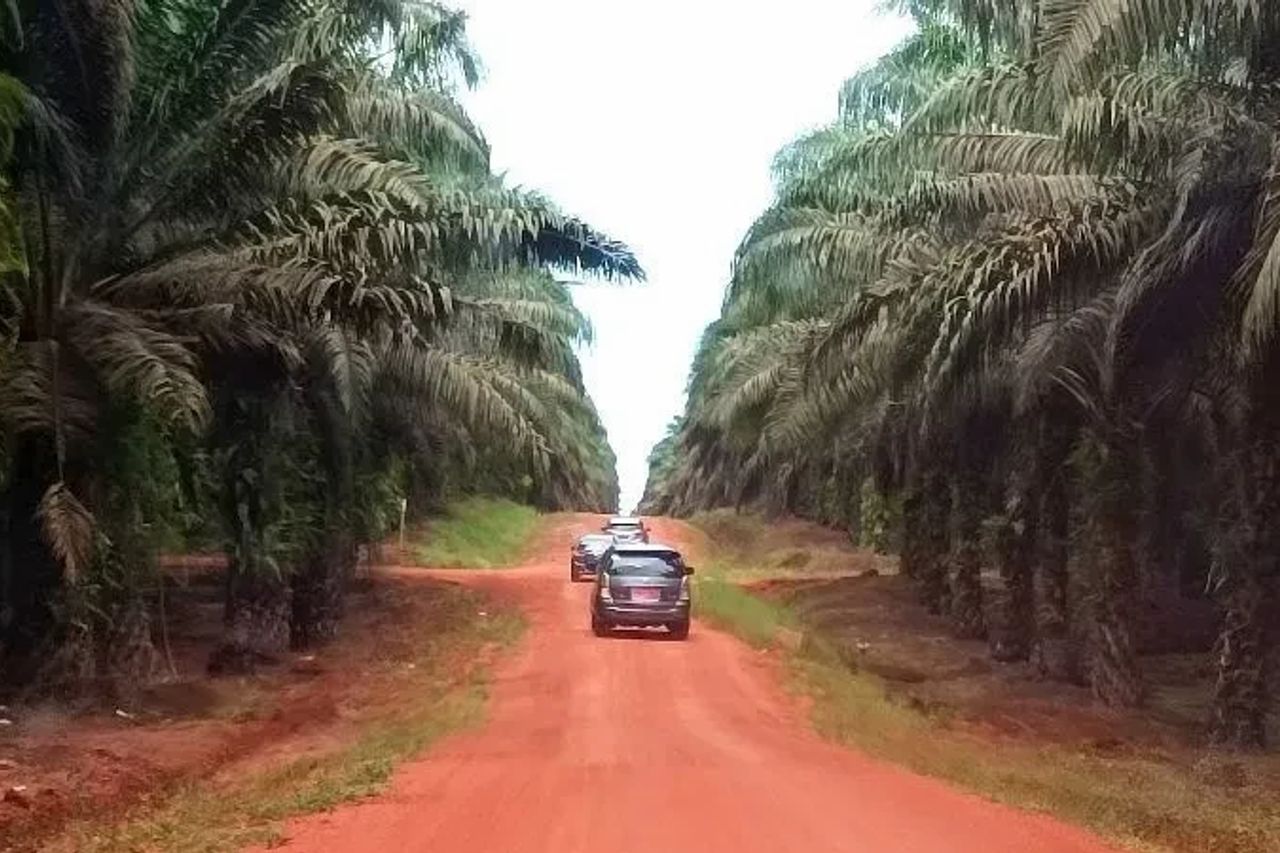 Drug Circulation In Central Kalimantan Begins To Enter Mining And Plantation, BNNP Tightens Border Areas