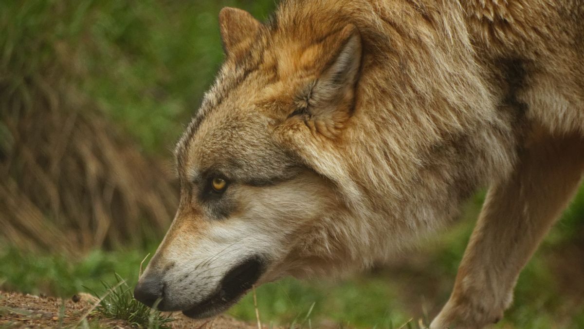 科学者は悲惨なオオカミの種 玉座のゲームで神話上の生き物