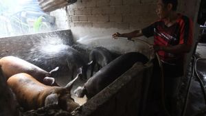 巴布亚急救Wabah ASF,省政府要求牲畜死亡的油田立即报告