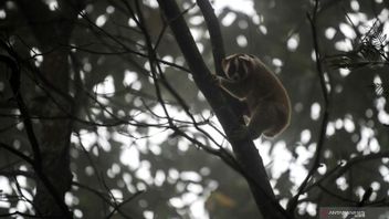 KEHATI Invites The Community To Get To Know Indonesia's Endemic Primates