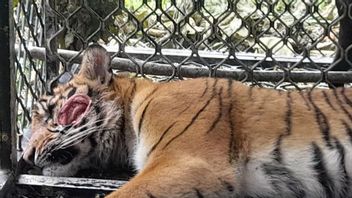 BKSDA Turun ke Lokasi Cek Harimau Sumatra yang Masuk Perangkap di Aceh Selatan