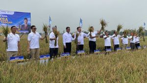 Lahan Sitaan Benny Tjokrosaputro Disulap jadi Sawah, Bisa Hasilkan Panen 2.640 Ton Gabah
