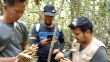 تم العثور على دوريان نادر في منطقة غابات أغام في غرب سومطرة