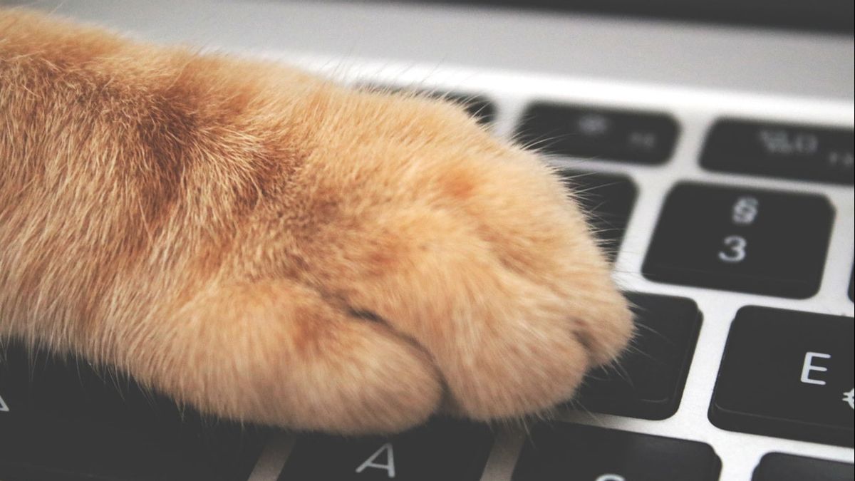 لماذا تحب القطط أن تنقش أجهزة الكمبيوتر المحمولة؟ وفقا للخبراء: لجذب الانتباه