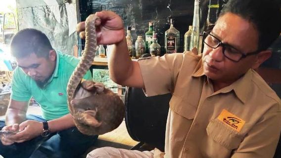 West Sumatra BKSDA Releases Pangolin At Singgalang Tandikat TWA