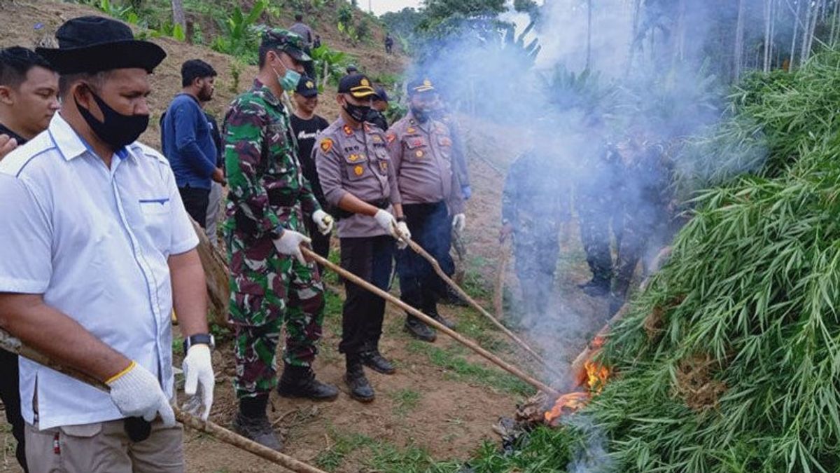 5 Hectares Of Marijuana Fields In North Aceh Destroyed, 1 Land Owner Arrested Successfully