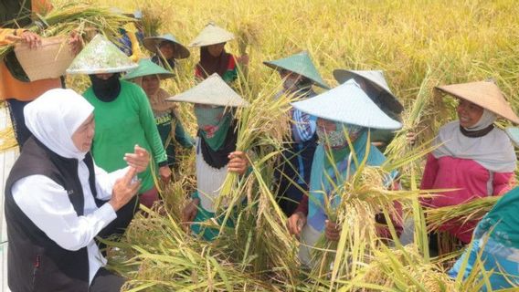East Java Great Harvest Of Inpari Variety Rice