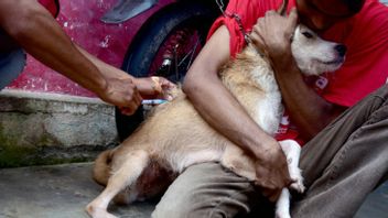 518 Cases Of Rabies Contagious Animals Bites Occur In Sikka NTT Until April 2023, Health Office Asks Health Centers To Actively Report