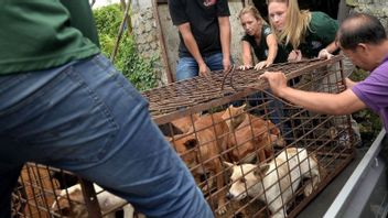 韩国通过了一项禁止食用狗肉的法案