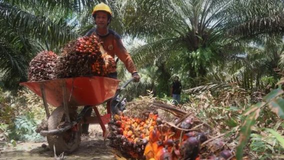 Tempuh Perjalanan 17 Jam, KJRI Kuching Jemput Korban Eksploitasi Anak di Perkebunan Sawit Malaysia