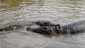 BRIN : Le crocodile en conflit avec les citoyens du NTT est entré en eaux australiennes