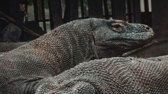 Luhut Pandjaitan: Pulau Komodo Harus Kita 'Jual', Orang yang Datang Harus Bayar Mahal!