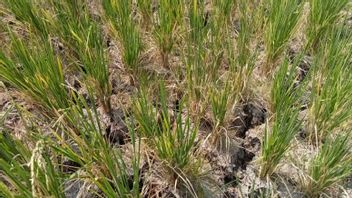 明古鲁干旱共有675公顷的稻田