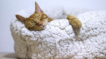 قضاء الكثير من الوقت في النوم ، هل تحلم القطط؟